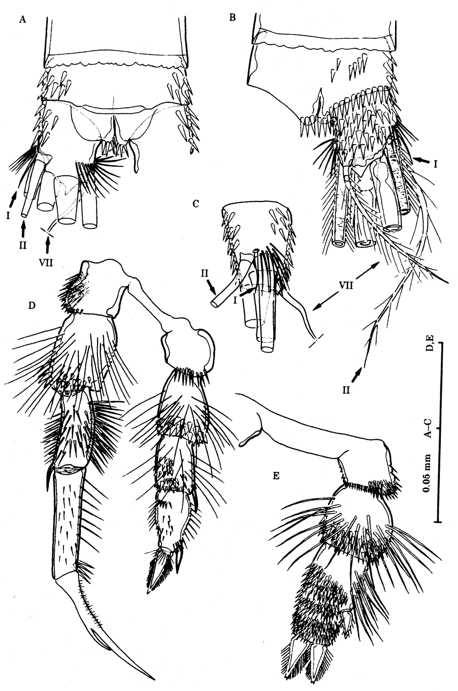 Espèce Stygocyclopia australis - Planche 2 de figures morphologiques