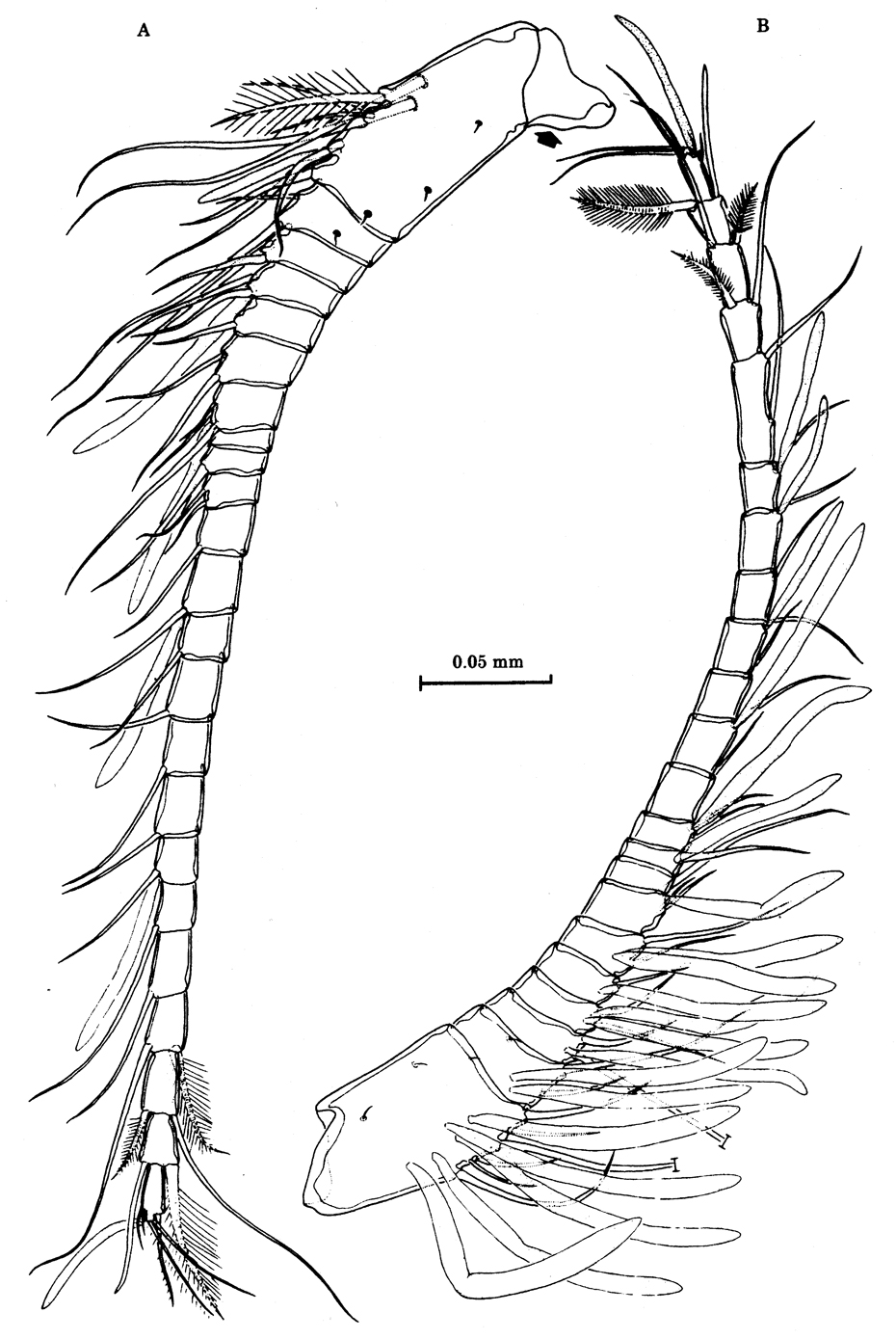 Espèce Stygocyclopia australis - Planche 3 de figures morphologiques