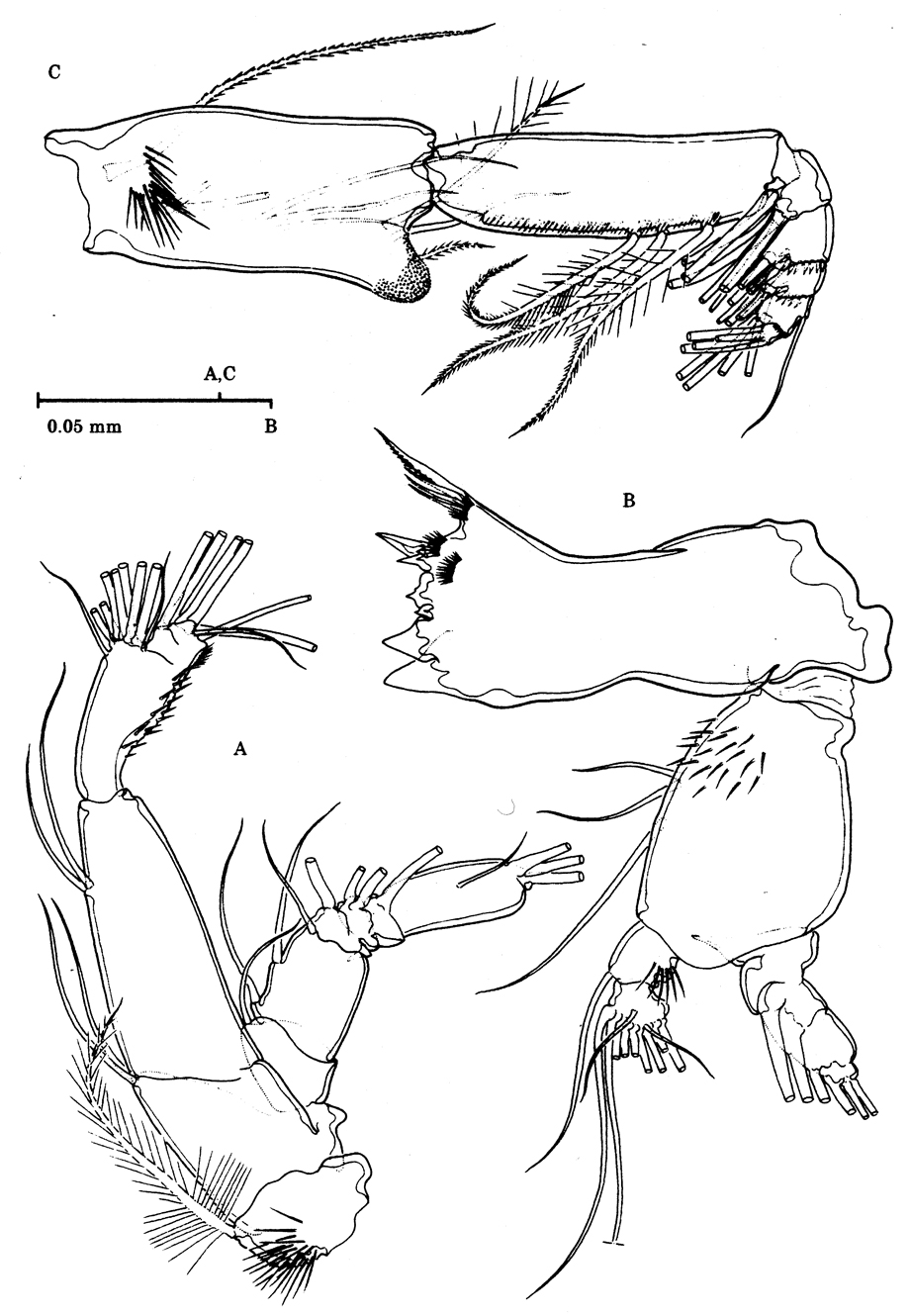 Espèce Stygocyclopia australis - Planche 4 de figures morphologiques