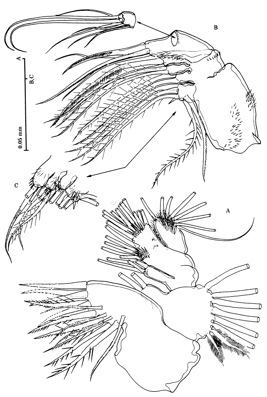 Espèce Stygocyclopia australis - Planche 5 de figures morphologiques