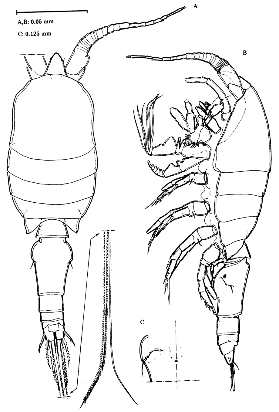 Espèce Speleophria bunderae - Planche 1 de figures morphologiques