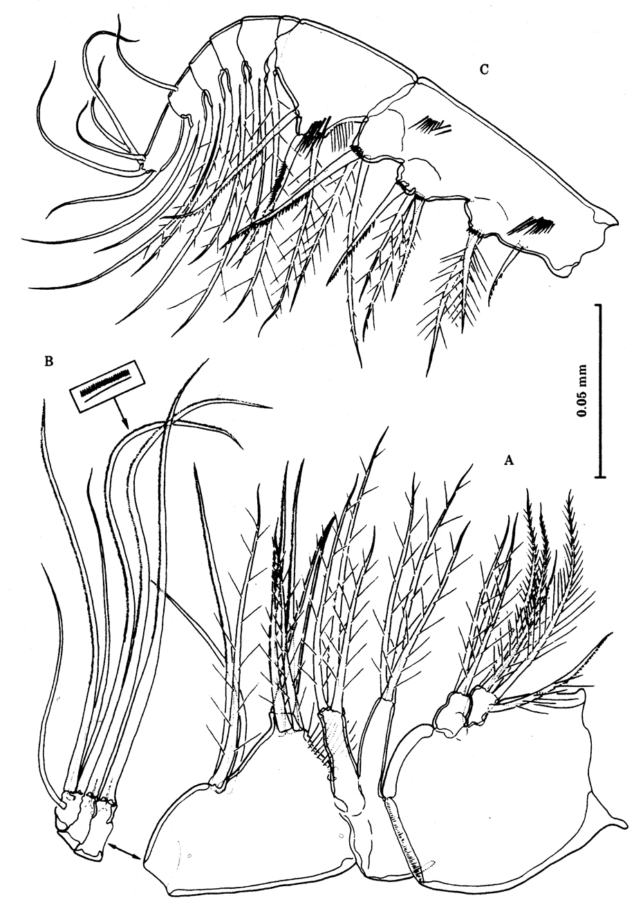 Espèce Speleophria bunderae - Planche 5 de figures morphologiques