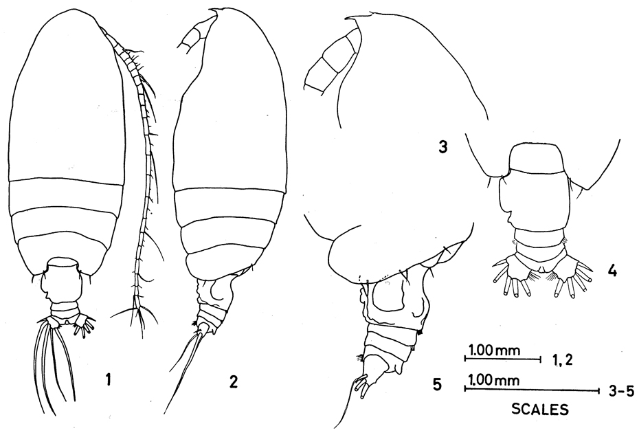 Species Euchirella venusta - Plate 8 of morphological figures
