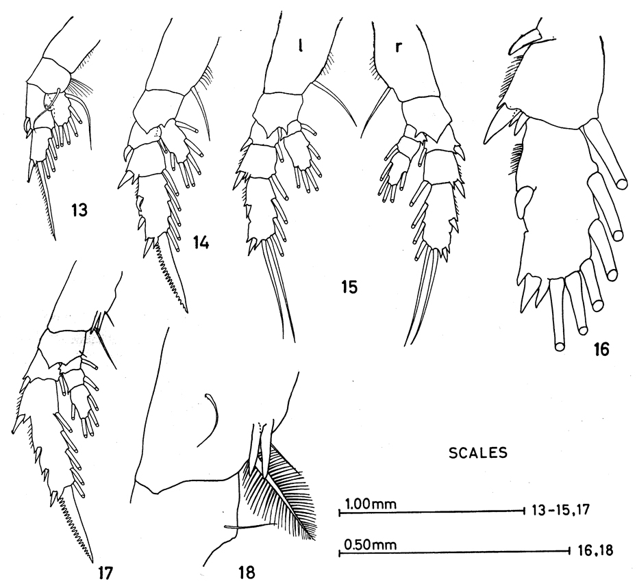 Espce Euchirella venusta - Planche 10 de figures morphologiques