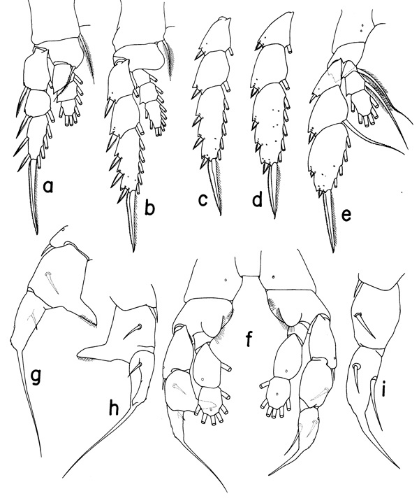 Espce Mesorhabdus paragracilis - Planche 2 de figures morphologiques