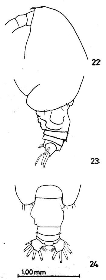Species Euchirella venusta - Plate 12 of morphological figures