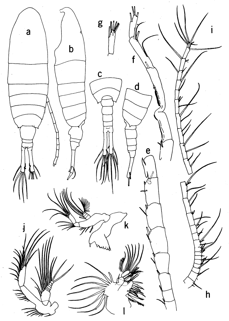 Species Sinocalanus doerrii - Plate 1 of morphological figures