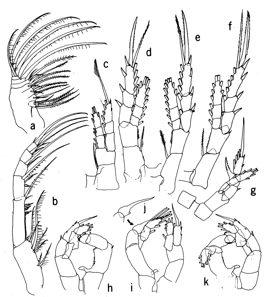 Espce Sinocalanus doerrii - Planche 2 de figures morphologiques