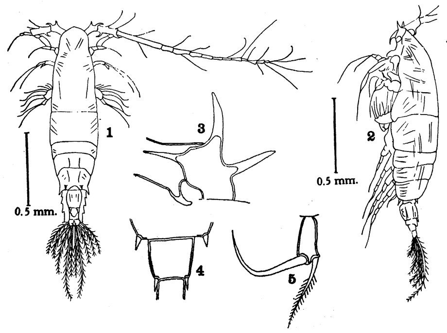 Espce Acartia (Odontacartia) bispinosa - Planche 7 de figures morphologiques