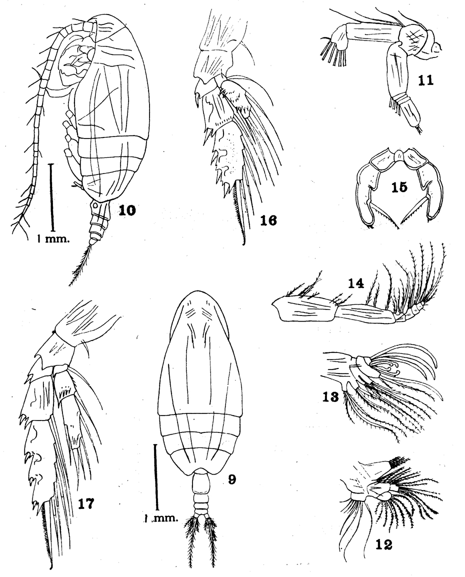 Espèce Amallothrix invenusta - Planche 1 de figures morphologiques