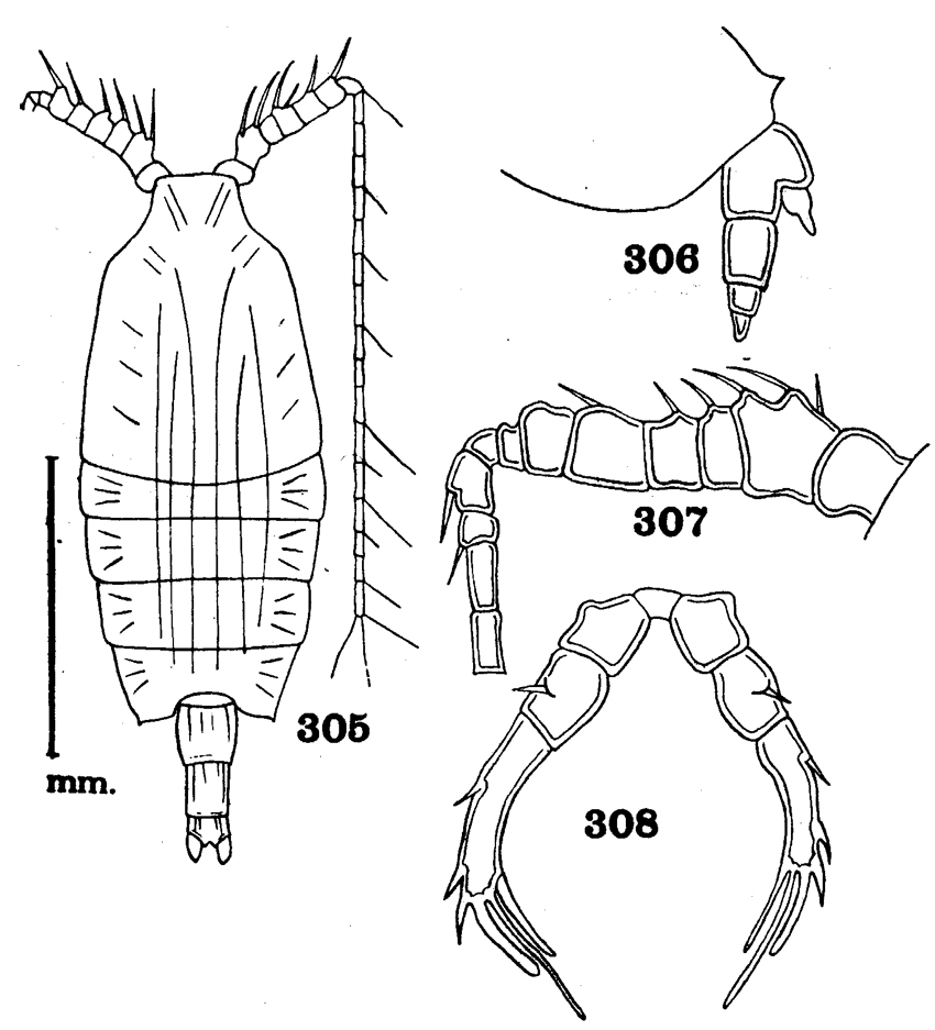Espce Candacia truncata - Planche 6 de figures morphologiques