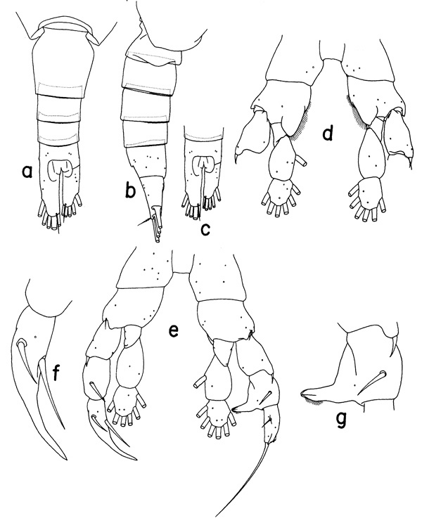Species Mesorhabdus poriphorus - Plate 1 of morphological figures