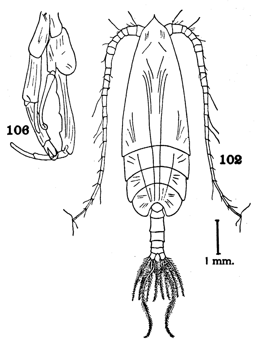 Espce Euchirella maxima - Planche 20 de figures morphologiques