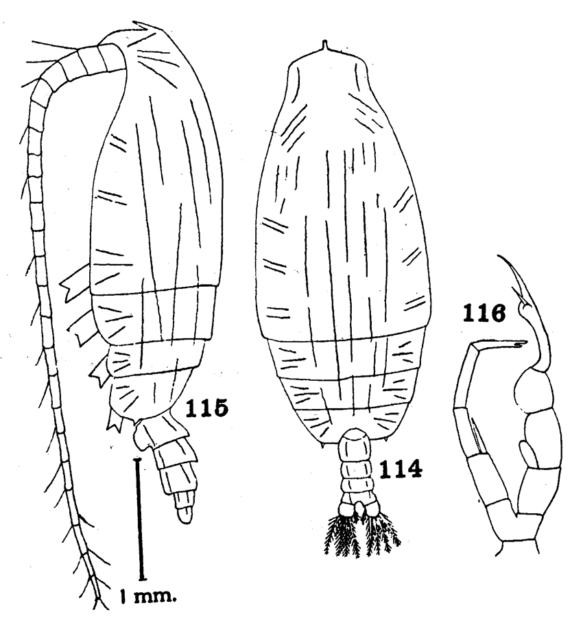 Espce Gaetanus brevicornis - Planche 11 de figures morphologiques