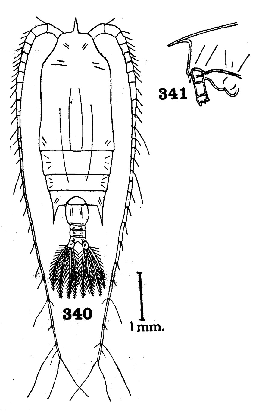 Species Gaetanus pileatus - Plate 23 of morphological figures