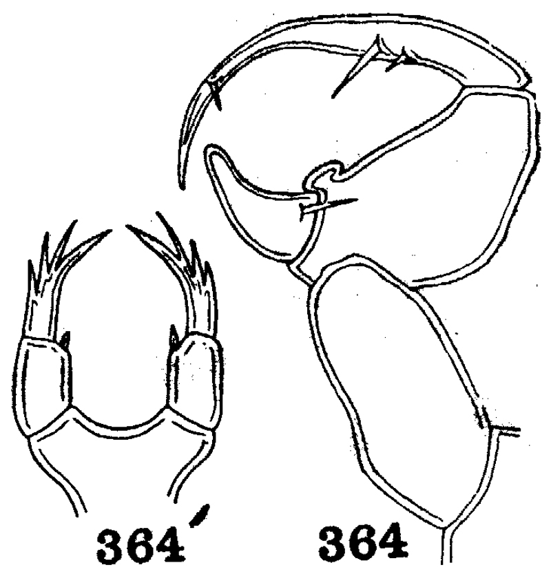 Species Labidocera gangetica - Plate 2 of morphological figures