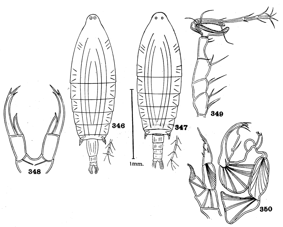 Species Labidocera aestiva - Plate 1 of morphological figures