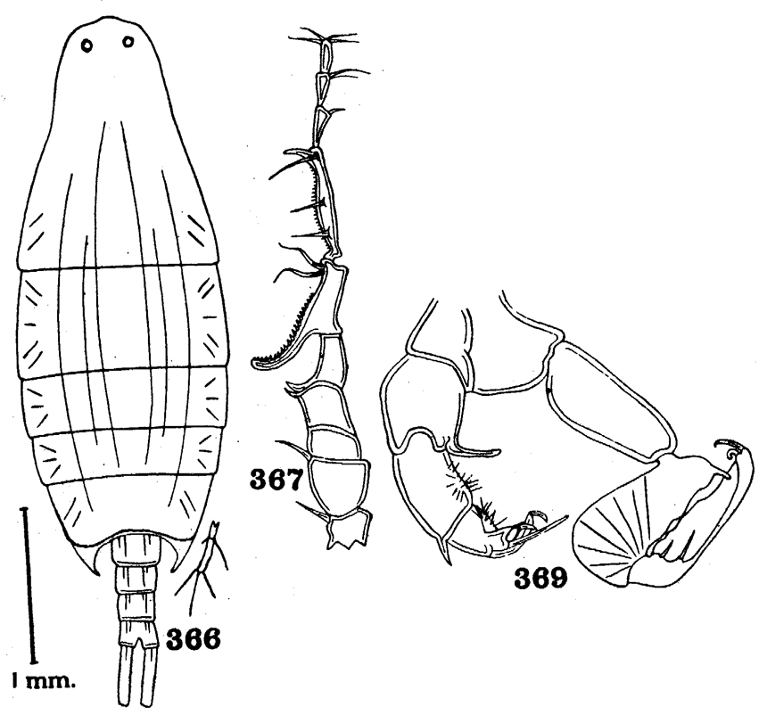 Espce Labidocera trispinosa - Planche 2 de figures morphologiques