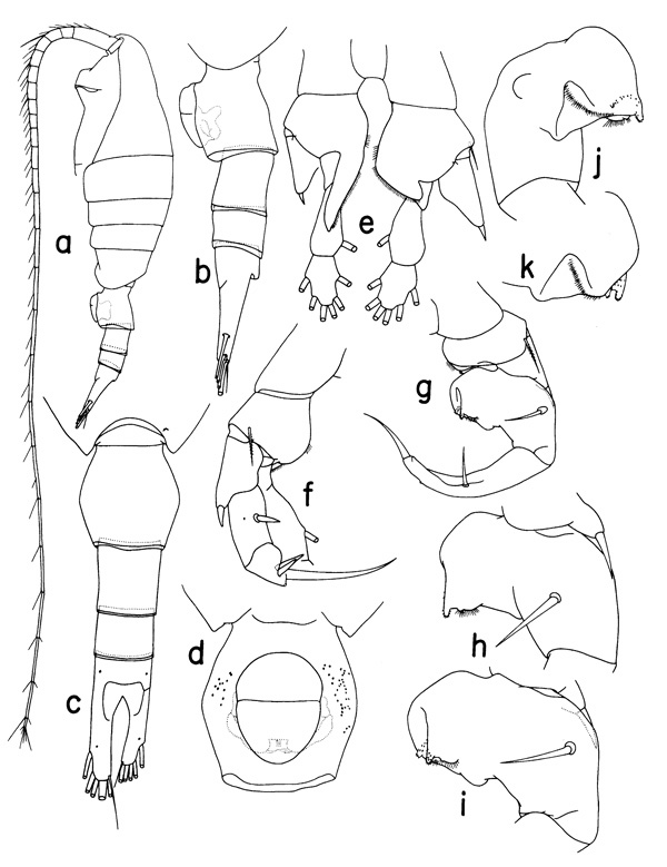 Espèce Heterostylites submajor - Planche 1 de figures morphologiques
