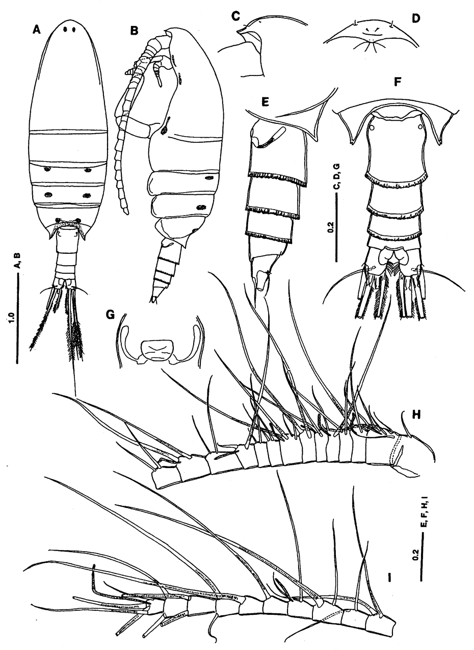 Species Bradyetes pacificus - Plate 1 of morphological figures