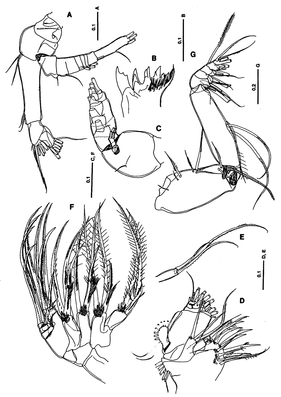 Species Bradyetes pacificus - Plate 2 of morphological figures
