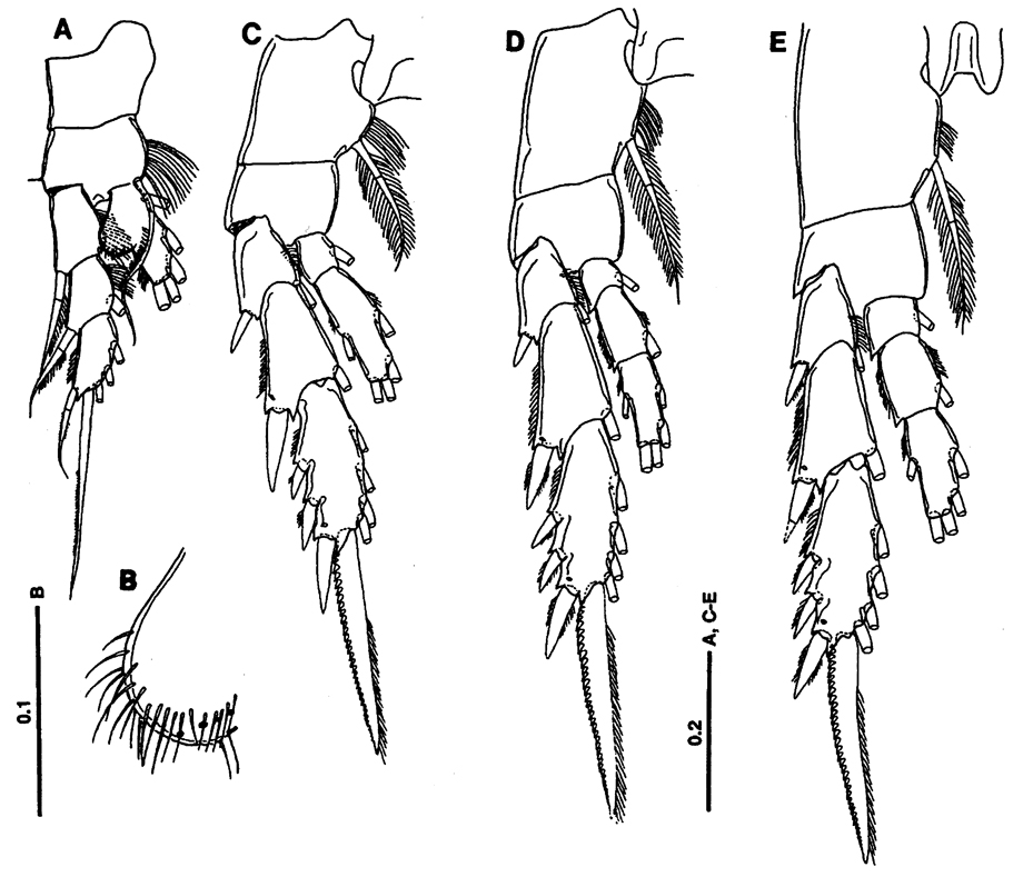 Species Bradyetes pacificus - Plate 3 of morphological figures