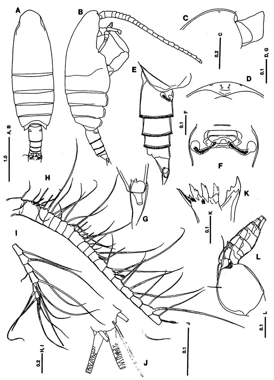 Espèce Lutamator paradiseus - Planche 1 de figures morphologiques