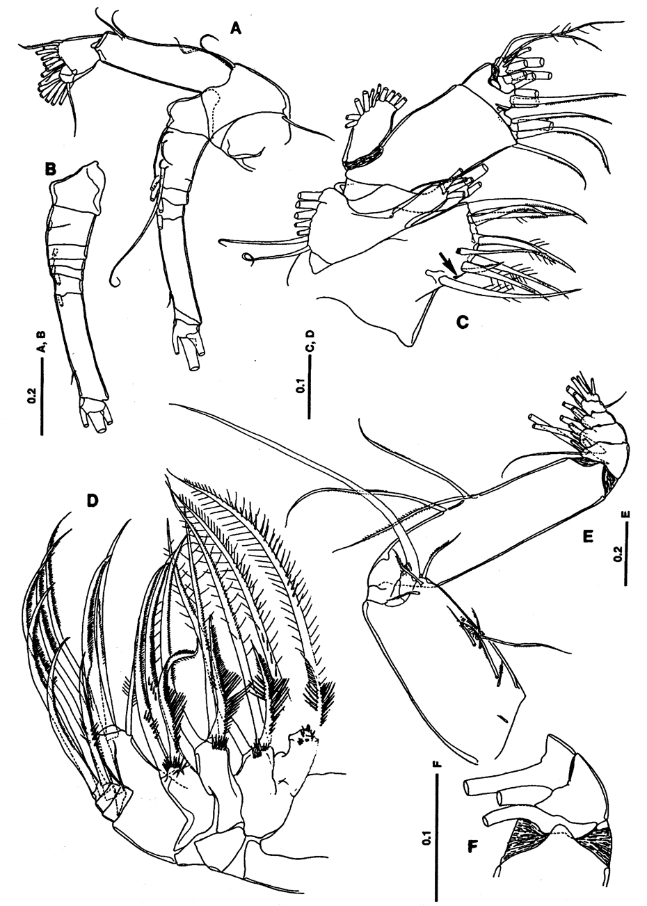 Espèce Lutamator paradiseus - Planche 2 de figures morphologiques