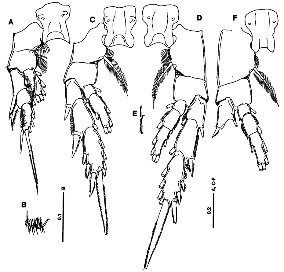 Espèce Lutamator paradiseus - Planche 3 de figures morphologiques