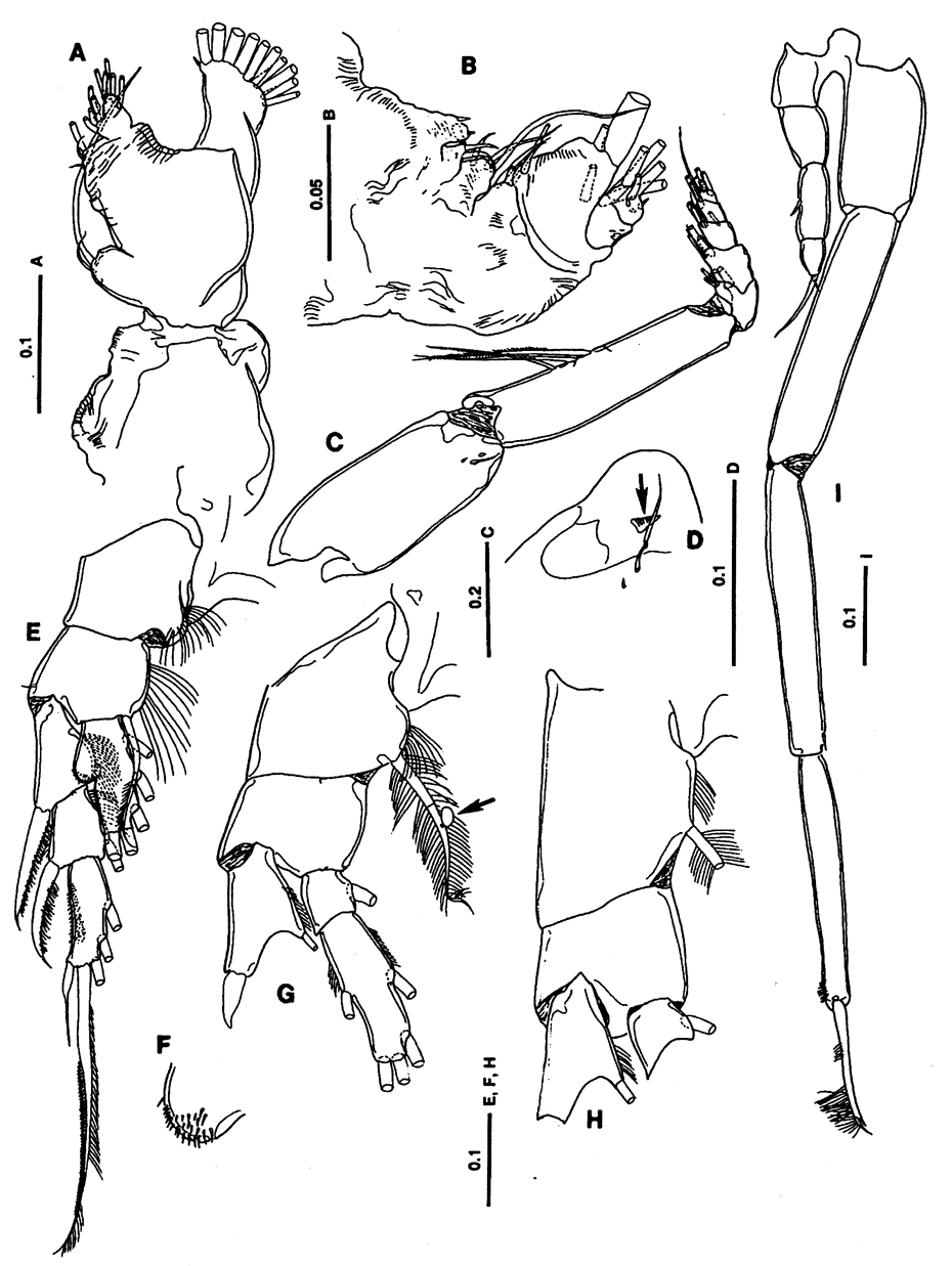 Espèce Lutamator paradiseus - Planche 5 de figures morphologiques