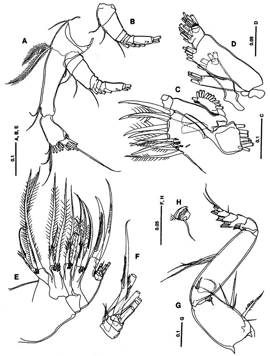 Espce Paracomantenna goi - Planche 2 de figures morphologiques