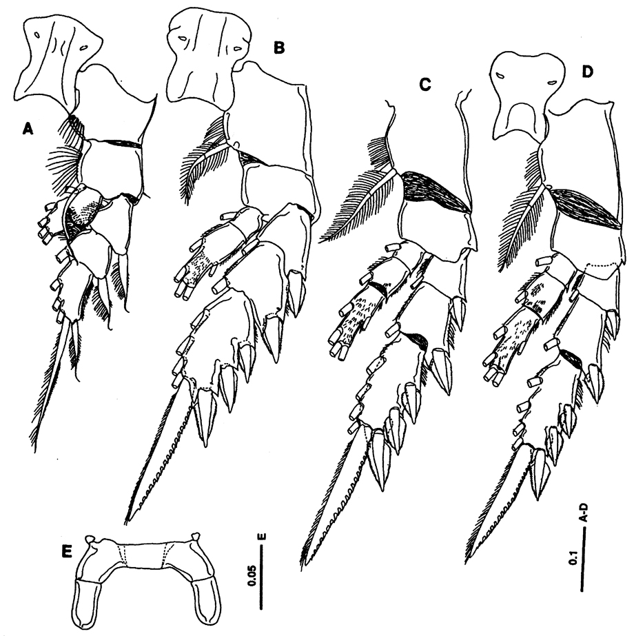 Species Paracomantenna goi - Plate 3 of morphological figures