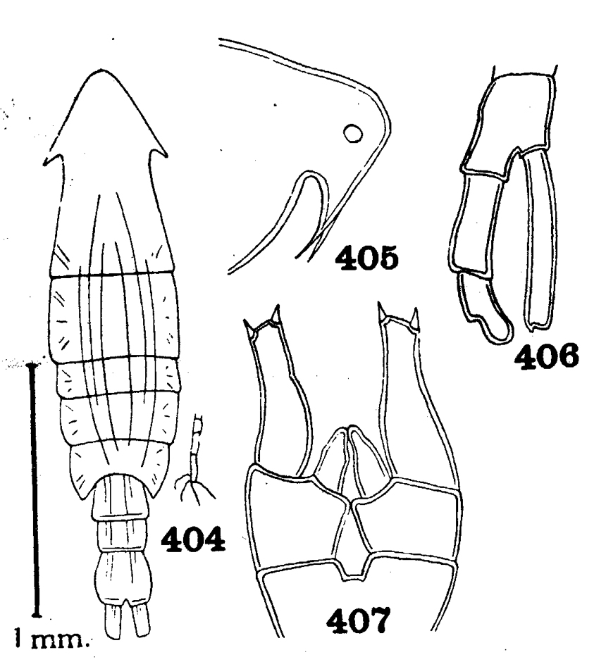 Espce Pontella gracilis - Planche 1 de figures morphologiques