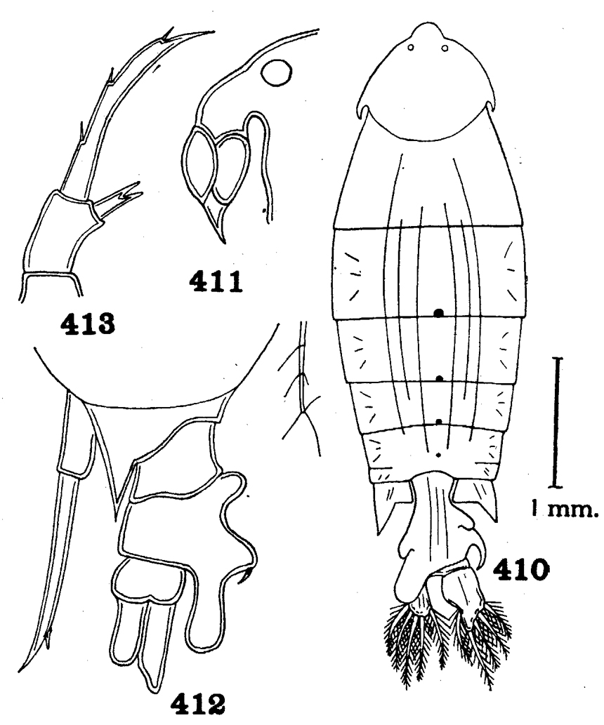 Species Pontella diagonalis - Plate 4 of morphological figures