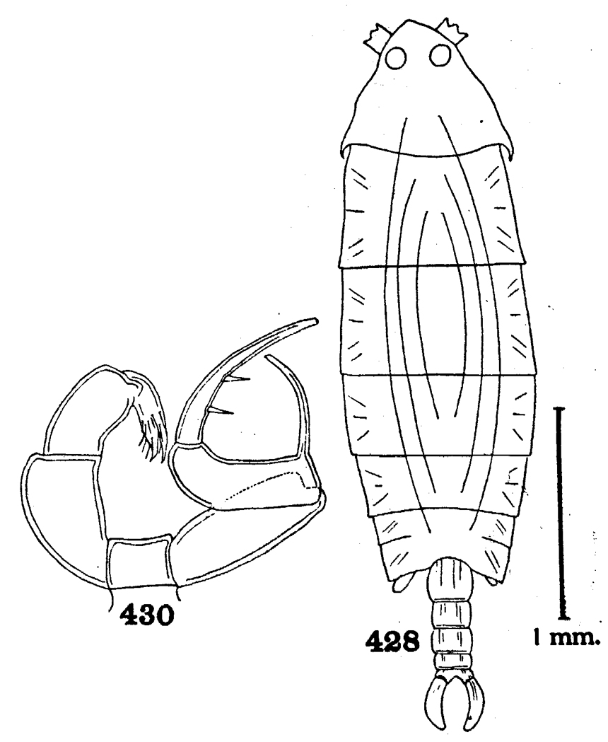Espèce Ivellopsis elephas - Planche 1 de figures morphologiques
