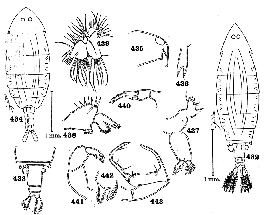 Espèce Ivellopsis elephas - Planche 2 de figures morphologiques