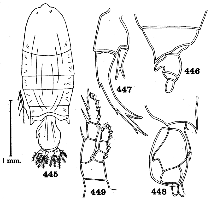 Espèce Pontellopsis albatrossi - Planche 1 de figures morphologiques