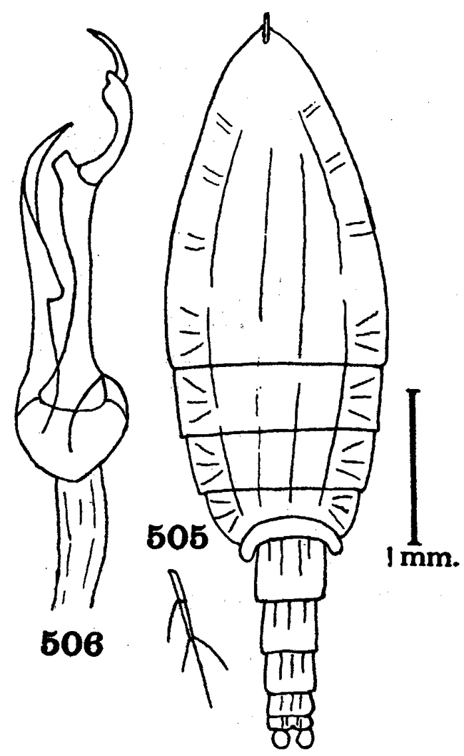 Espèce Falsilandrumius angulifrons - Planche 2 de figures morphologiques