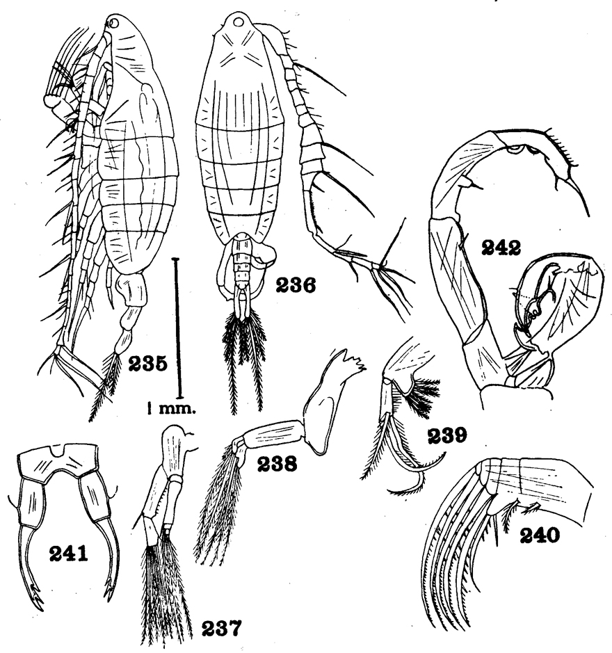 Species Tortanus (Atortus) scaphus - Plate 5 of morphological figures