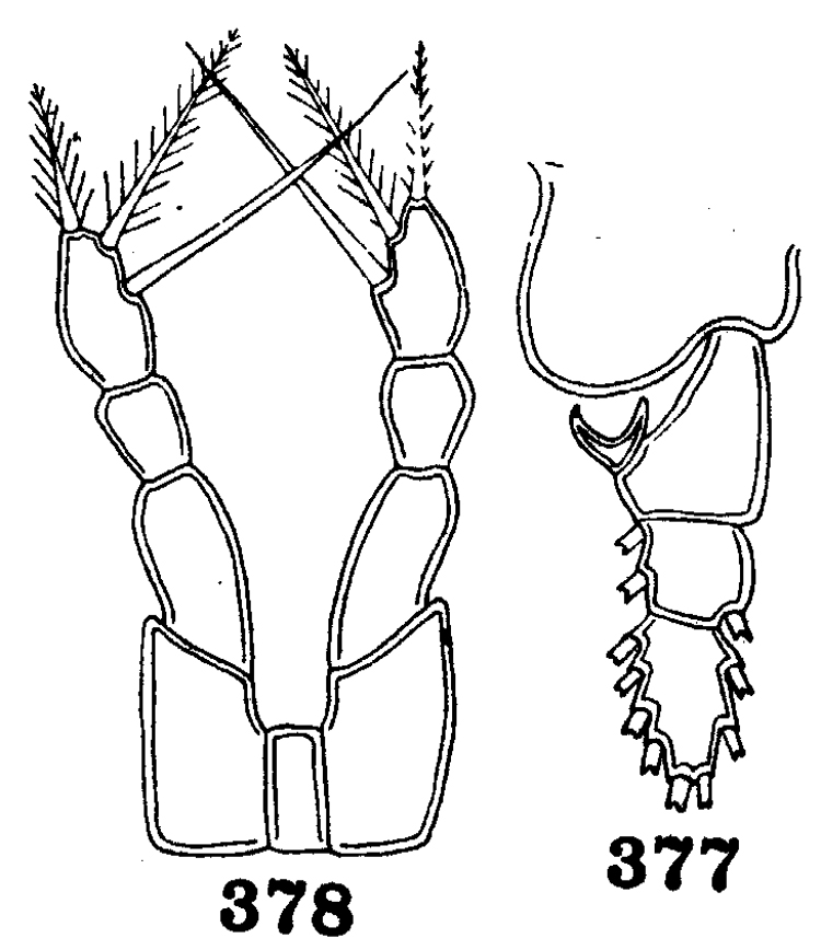 Espce Gaussia princeps - Planche 22 de figures morphologiques