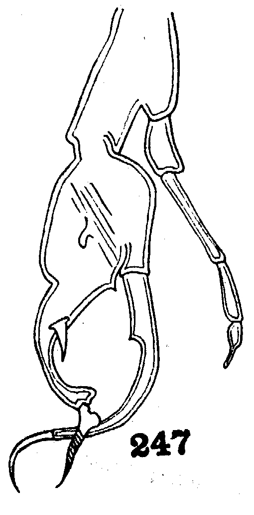 Espce Euchirella amoena - Planche 10 de figures morphologiques