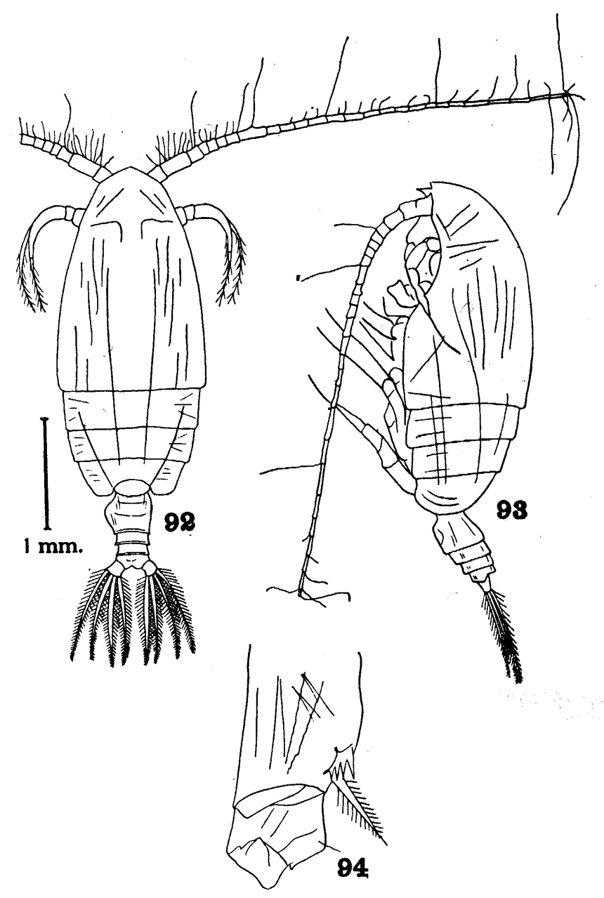 Espce Euchirella lisettae - Planche 6 de figures morphologiques