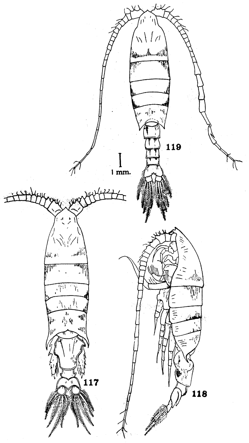 Species Gaussia princeps - Plate 23 of morphological figures
