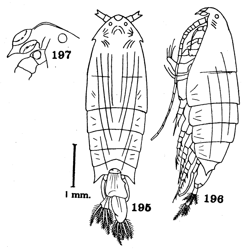 Species Pontella danae - Plate 7 of morphological figures