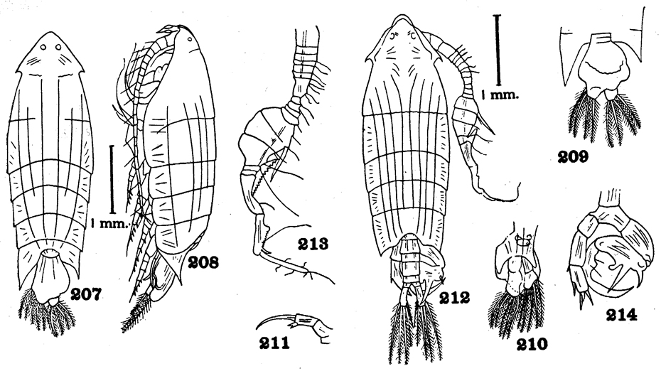 Species Pontella securifer - Plate 19 of morphological figures