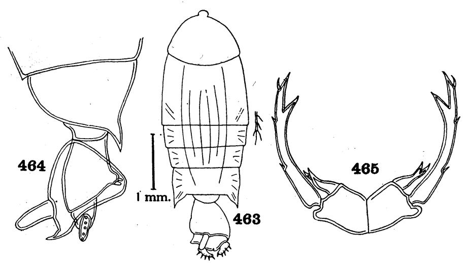 Espèce Pontellopsis digitata - Planche 1 de figures morphologiques