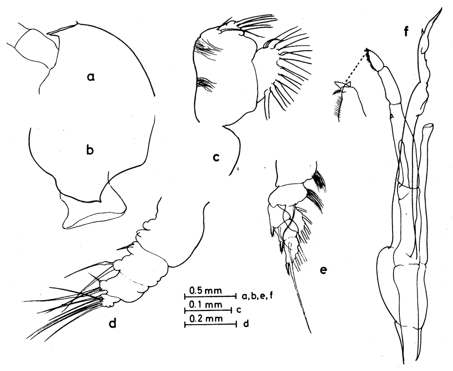 Espce Valdiviella insignis - Planche 8 de figures morphologiques