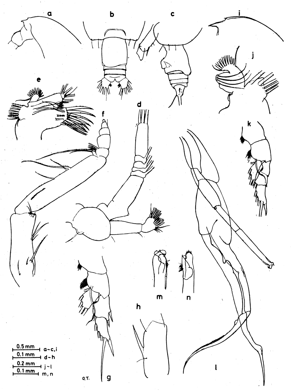 Espce Euchirella unispina - Planche 4 de figures morphologiques