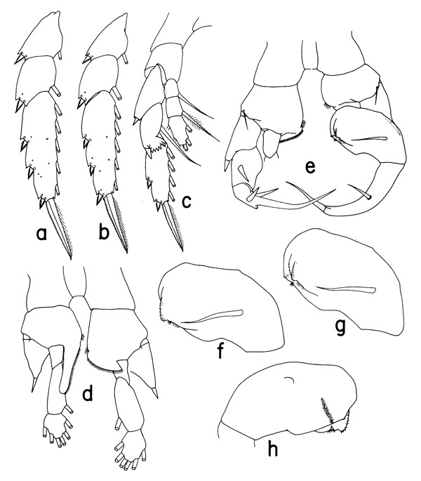 Species Heterostylites echinatus - Plate 2 of morphological figures