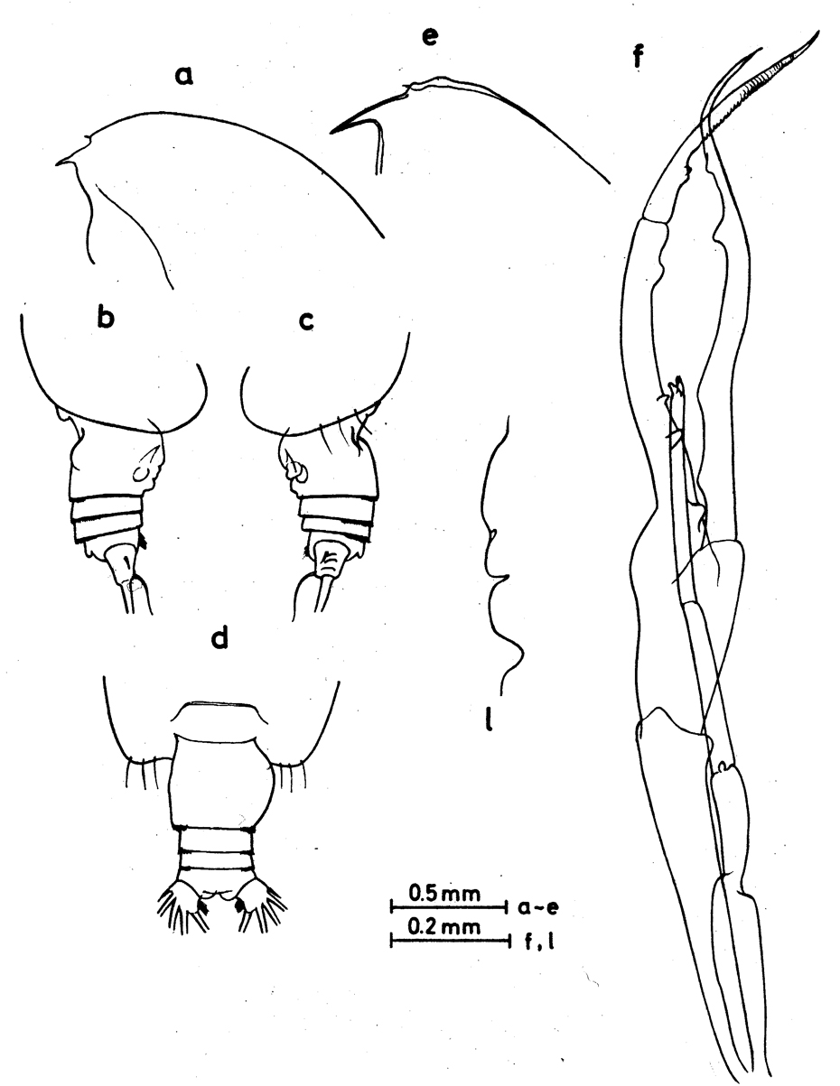 Espèce Euchirella bella - Planche 9 de figures morphologiques